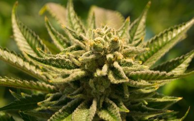 Otro estudio confirma que la flor de cannabis puede sustituir opiáceos en el tratamiento del dolor