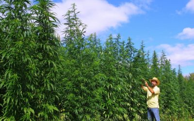 Futura Farms invertirá hasta 2 millones de dólares en cannabis en Perú