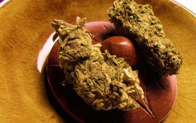 Univo, de Israel, recibió autorización para importar Cannabis desde Canadá